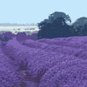 Norfolk Lavender Fields