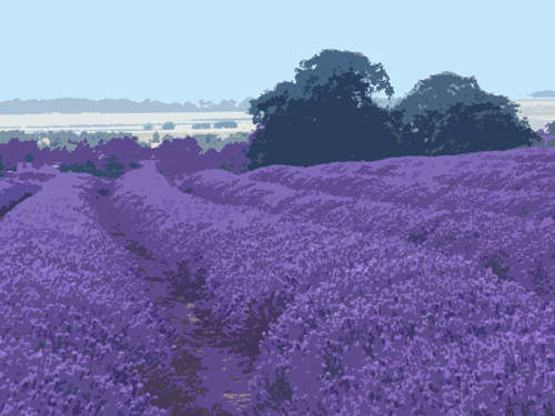 Norfolk Lavender Fields. Photo by Jo Halpin Jones