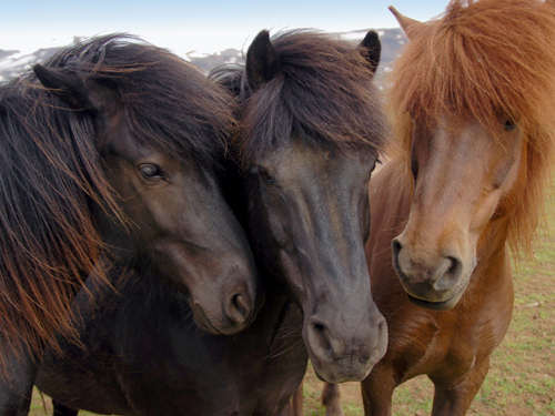 Trio Of Horses. Photo by Jo Halpin Jones