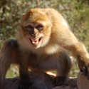Barbary Ape Morocco