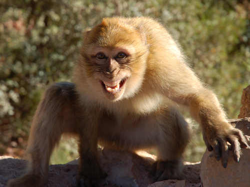 Barbary Ape Morocco. Photo by Jo Halpin Jones