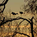 Courting Storks
