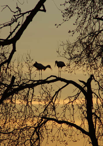 Courting Storks. Photo by Jo Halpin Jones