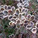 Frosted Cotoneaster