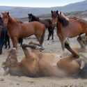 Horse Rolling