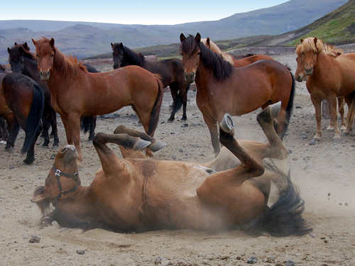 Icelandic Horses. Photo by Jo Halpin Jones