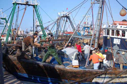 Unloading Fish, Essaouria