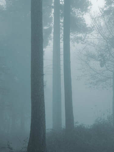 Sandringham Woods. Photo by Jo Halpin Jones