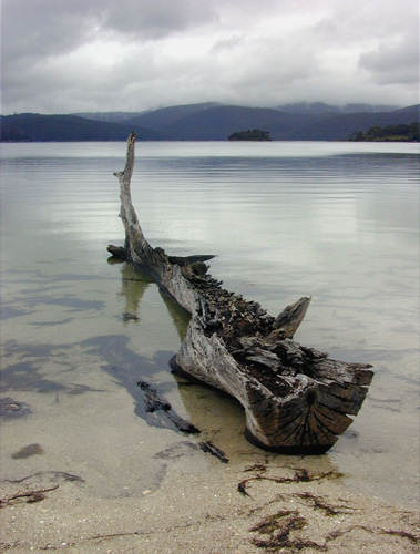 Tasmanian Log. Photo by Jo Halpin Jones